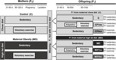 Different Statistical Approaches to Characterization of Adipocyte Size in Offspring of Obese Rats: Effects of Maternal or Offspring Exercise Intervention